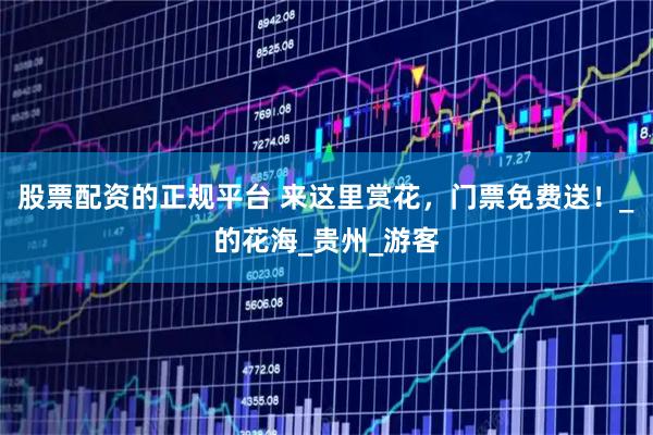 股票配资的正规平台 来这里赏花，门票免费送！_的花海_贵州_游客